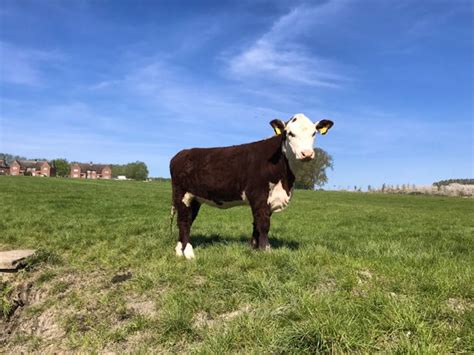 1 Hereford Breeding Heifer | SellMyLivestock - The Online Livestock Marketplace