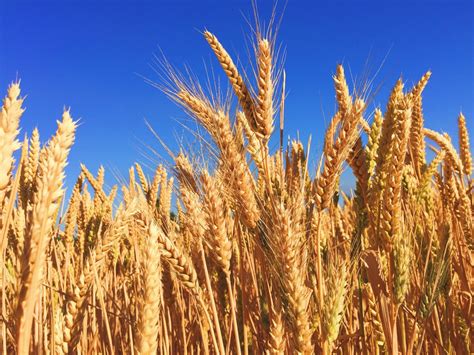 Free Images : nature, field, barley, prairie, harvest, crop, natural, autumn, agriculture, beer ...