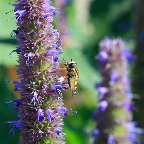 Species that work great for Wildflower Seed Balls!