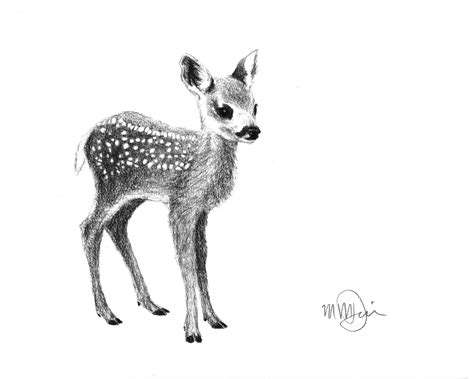 Baby Deer Drawing at PaintingValley.com | Explore collection of Baby Deer Drawing