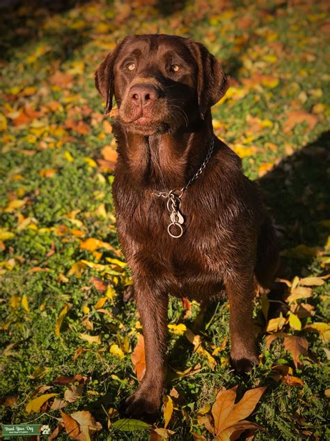 Chocolate Labrador - Stud Dog in California , the United States | Breed Your Dog