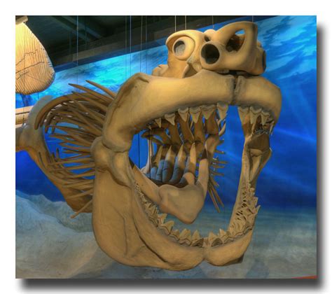 Megalodon Skeleton--or-- How would you like to meet this sucker while ...