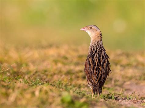 Corncrake Bird Facts (Crex crex) | Bird Fact