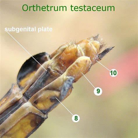 Ovipositor and Vulvar Lamina of Dragonflies