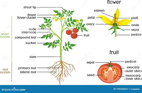 Diagram Of Tomato Plant