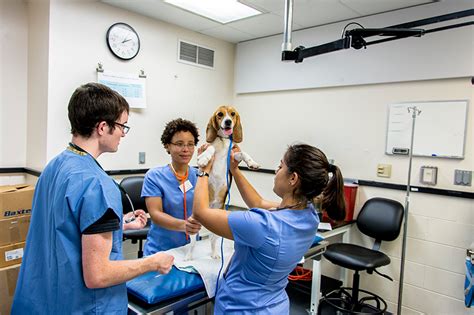 Curriculum | Cornell University College of Veterinary Medicine