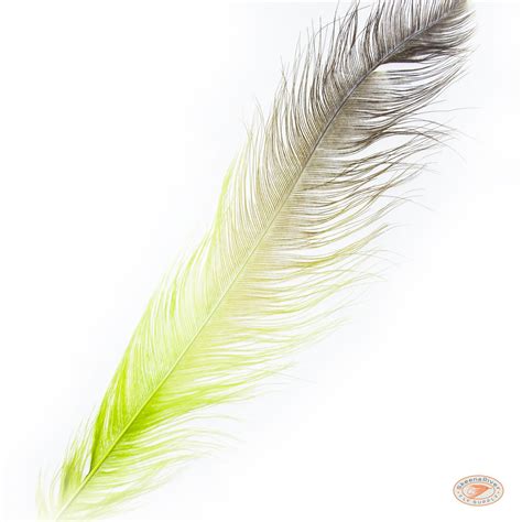 Rhea Feathers | Fly Fishing Plummage | Gear for Fly Fishing