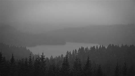 HD wallpaper: black and white, forest, lake, mist, fog, tree, scenics ...