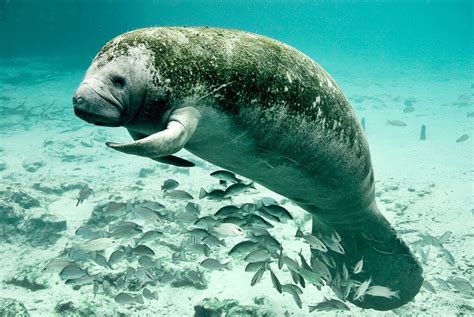 Manatee Species, Facts, and Problems: Intriguing Sea Cows - Owlcation