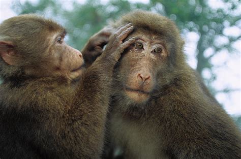 Tibetan Macaque Macaca Thibetana One Photograph by Cyril Ruoso