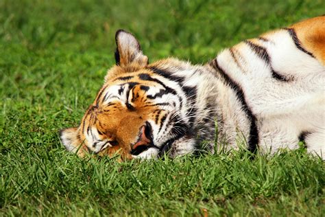 Sleeping Tiger - New Photo Everyday