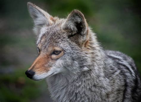 Coyote Scat - Animals Around The Globe
