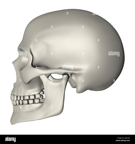 Human Skull Side View High Resolution Stock Photography and Images - Alamy