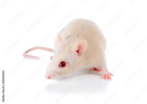 white mouse Stock Photo | Adobe Stock