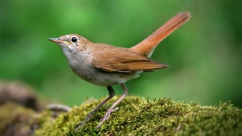 Nightingale Symbolism: 8 Fascinating Meanings Explored - Subconscious ...