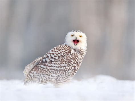 Are Snowy Owls Endangered? (Threats, Numbers + FAQs) | Birdfact