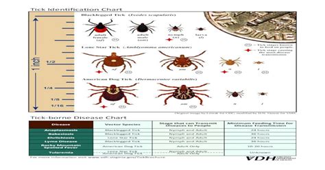 Unfed tick identification chart - welovebery