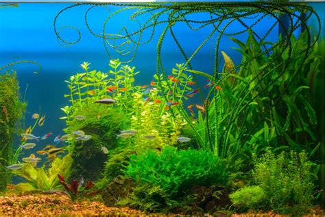 Water Sprite Aquarium Plant: The Key to Vibrant Aquascapes - fishkeepingmadesimple.com