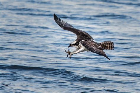 Osprey diving for a fish stock photo. Image of banking - 5385406