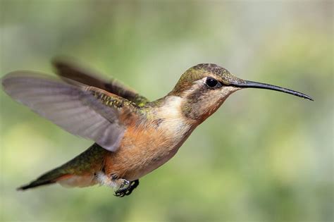 Lucifer Hummingbird - 2 Photograph by Mike Timmons