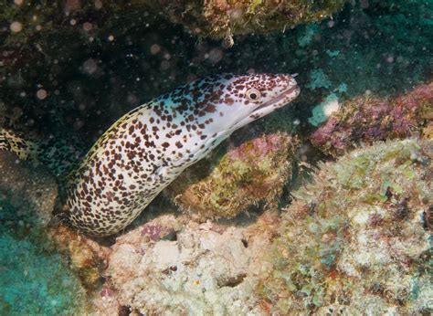 Spotted Moray Eel | Ted O’Hara .net