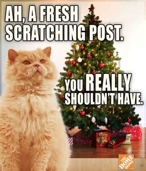 Funny Cat Christmas Memes - Quotes Viral