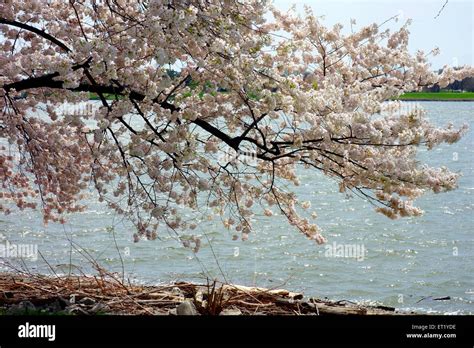 Potomac river cherry blossoms hi-res stock photography and images - Alamy