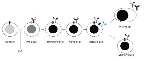 The different stages of B cell development. | Download Scientific Diagram