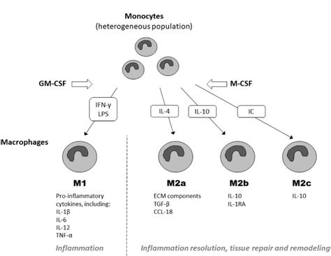 Figure 1 from Monocyte differentiation and macrophage polarization ...