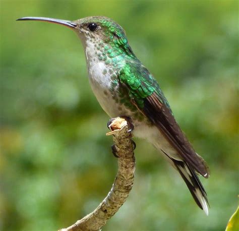 Female Red-billed Streamertail | Aves, Colibri