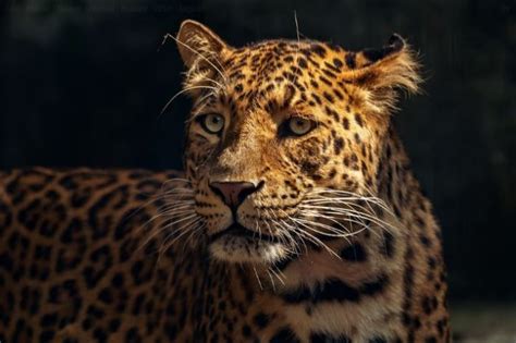 solitary animals jaguar » Jessica Paster