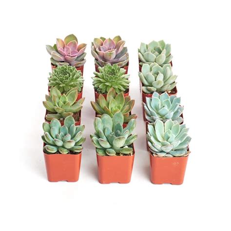 Shop Succulents 2 in. Rosette Succulent (Collection of 12) R12 - The ...