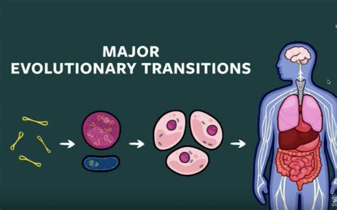 Social Evolution 16: Major transitions in evolution Flashcards | Quizlet