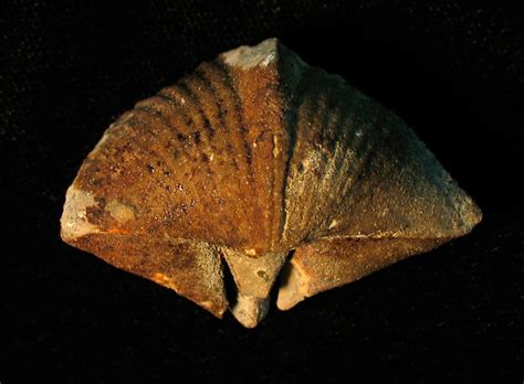 Louisville Fossils and Beyond: Spirifer Brachiopod Fossil