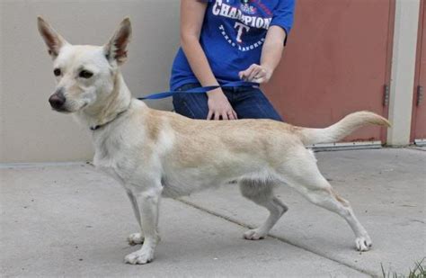 Teacup Chihuahua Great Dane Chihuahua Mix - Pets Lovers