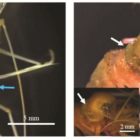 (PDF) Infestation of bopyrid isopod parasite (Bopyridae) on ‘coral ...