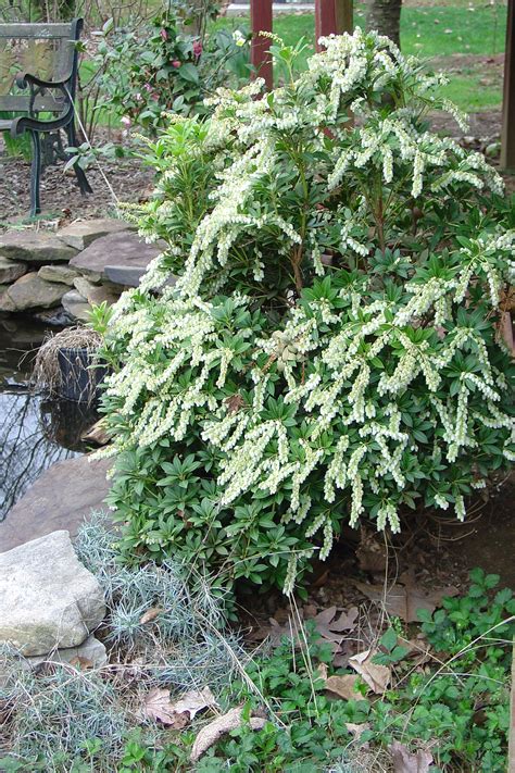 Start Spring Out with Easy To Grow Japanese Pieris | What Grows There ...