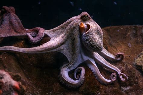 15 Incredible Octopus Photos and Facts