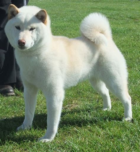 Rare Japanese Dog Breeds- Shiba Inu | Animales