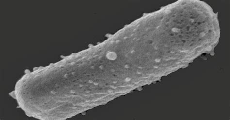 Halobacterium Sp Halophilic Archaea Photograph By Dennis Kunkel