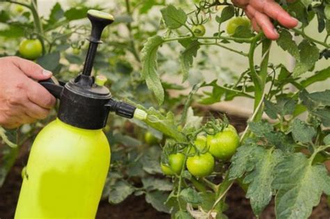 The most effective fungicides for tomatoes, 12 best