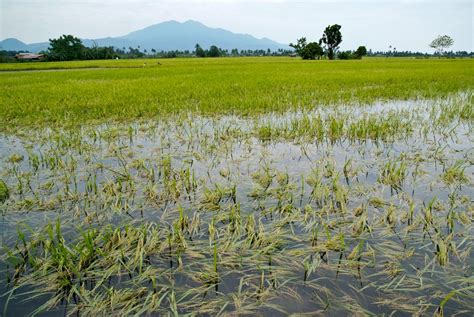 Typhoon_Ketsana_flooded_rice_field - Circle of Blue