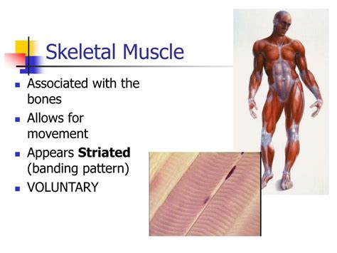 PPT - Muscle Cell Function PowerPoint Presentation, free download - ID ...