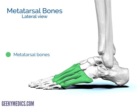 Metatarsal Bone Anatomy