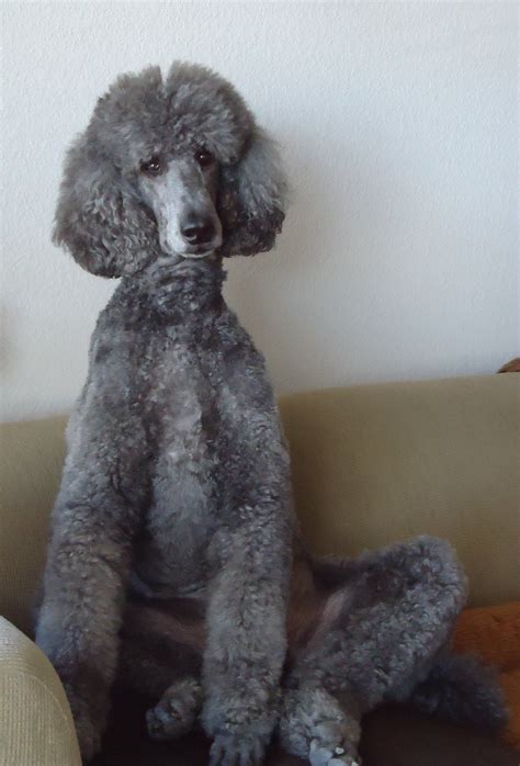 Grey Poodle, Silver Poodle, Poodle Puppy, I Love Dogs, Cute Dogs ...