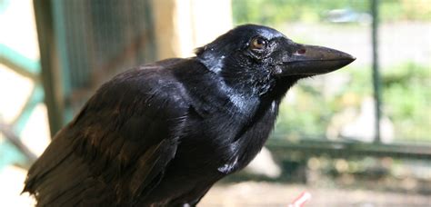 New Caledonian crows can create tools from multiple parts | University of Oxford