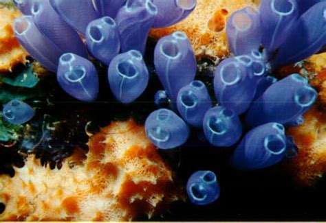 ️ Urochordata examples. What Is An Example Of A Tunicate. 2019-03-04