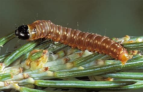 Spruce Budworm | Rocky View County