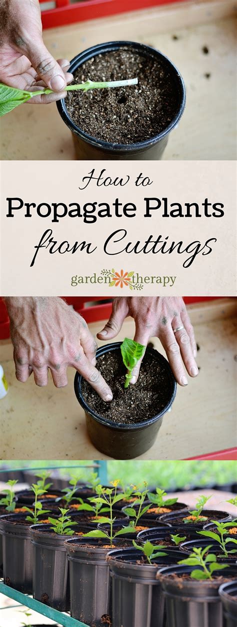 Propagate Plants From Cuttings and Save Hundreds of Dollars (Heck, You Could Even Make Money ...