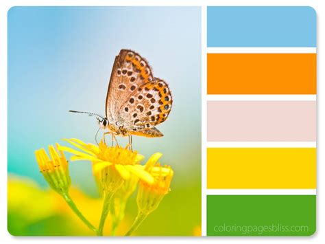 Nature Inspired Color Palettes